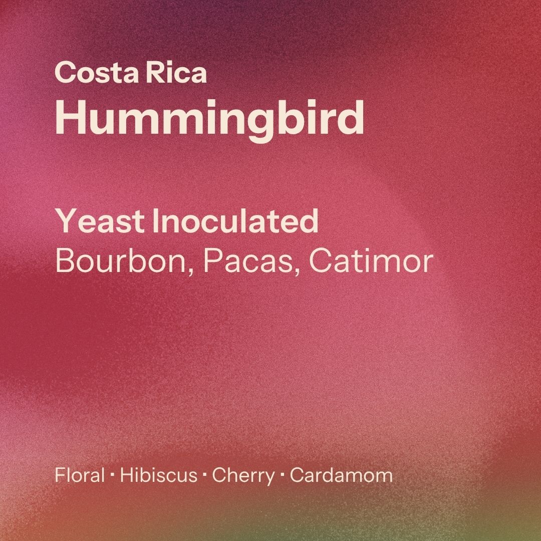 Nostos Coffee Hummingbird, Costa Rica